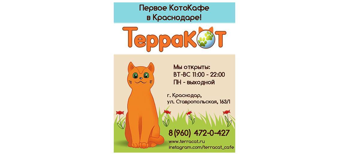 Котокафе "ТерраКОТ"